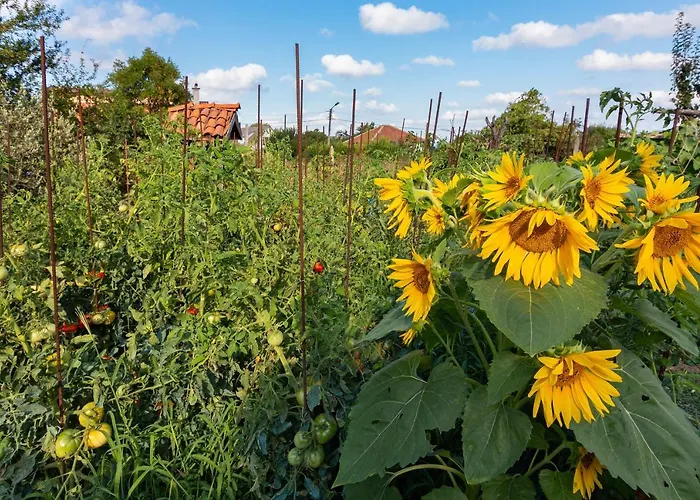 Rezos 3* Резово